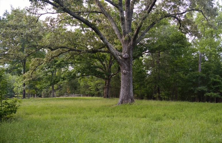 Tryon-Oak-Trees