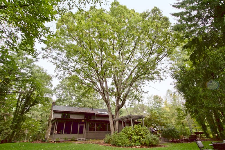 Tree Preservation Home