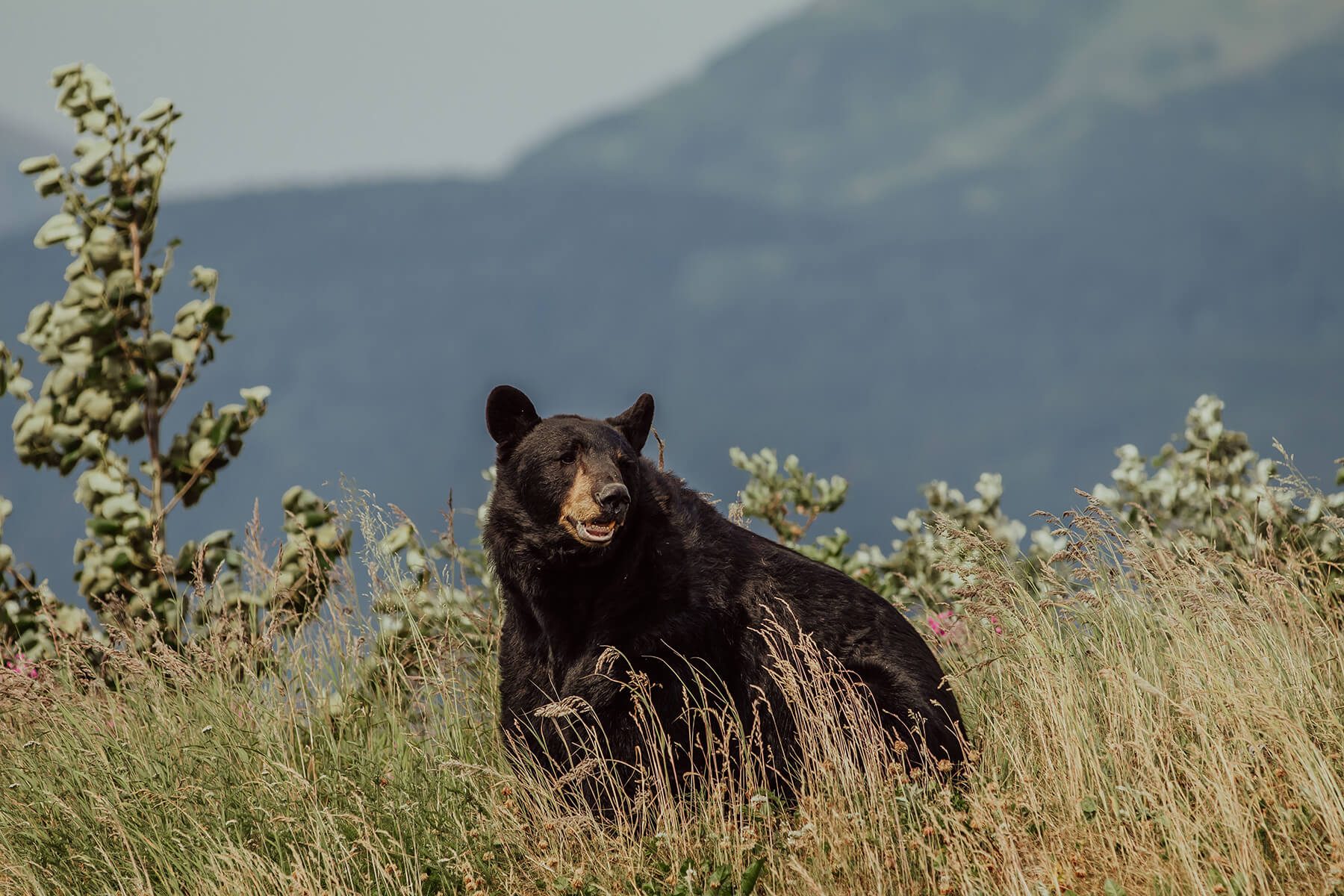 Black Bear - Danika Perkinson