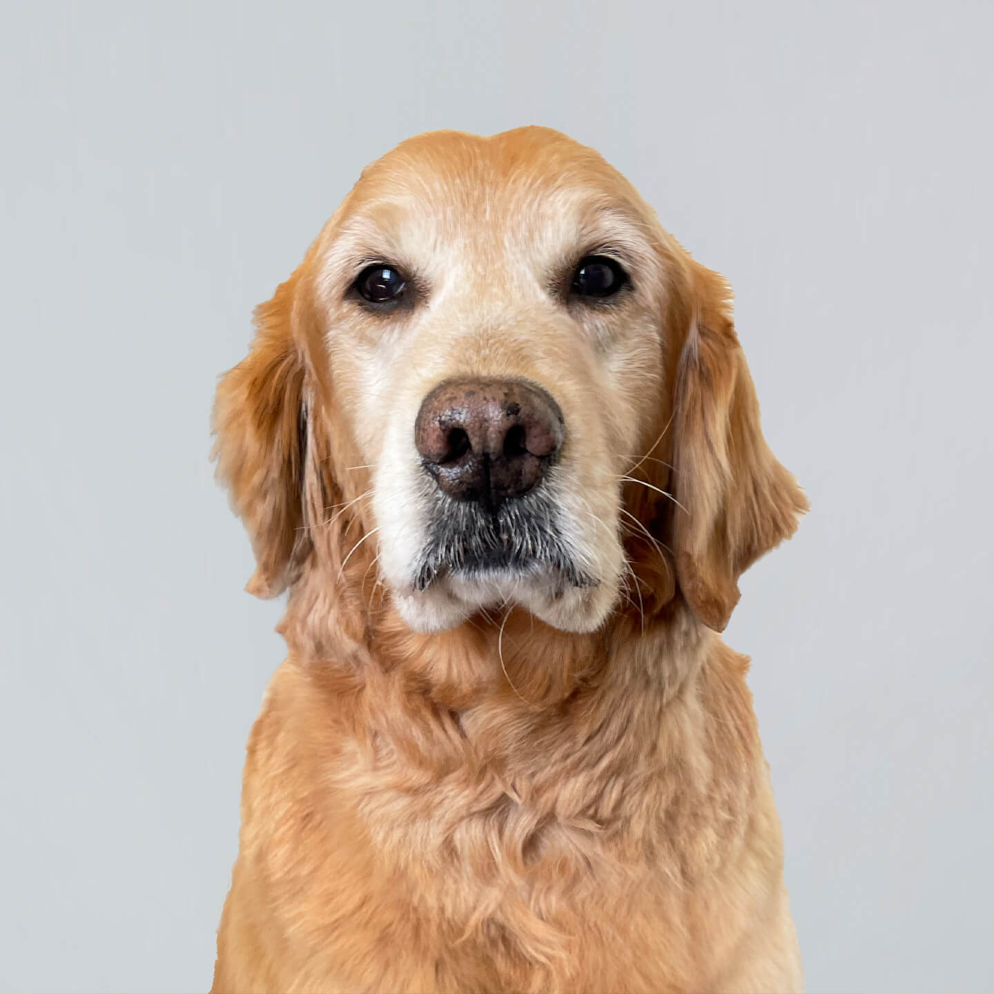 Staff Photo Hank