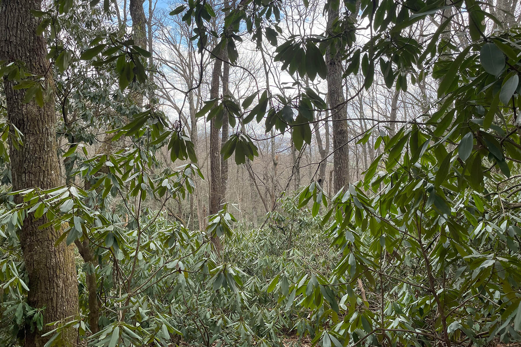 Fairview Drovers Road Site 1